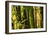 Bamboo Afternoon I-Rita Crane-Framed Photographic Print