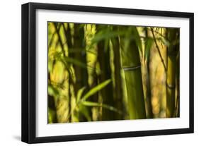 Bamboo Afternoon I-Rita Crane-Framed Photographic Print