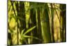 Bamboo Afternoon I-Rita Crane-Mounted Photographic Print