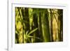 Bamboo Afternoon I-Rita Crane-Framed Photographic Print