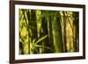 Bamboo Afternoon I-Rita Crane-Framed Photographic Print