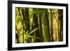 Bamboo Afternoon I-Rita Crane-Framed Photographic Print