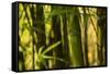 Bamboo Afternoon I-Rita Crane-Framed Stretched Canvas