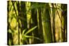 Bamboo Afternoon I-Rita Crane-Stretched Canvas