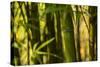 Bamboo Afternoon I-Rita Crane-Stretched Canvas