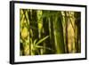 Bamboo Afternoon I-Rita Crane-Framed Photographic Print