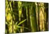 Bamboo Afternoon I-Rita Crane-Mounted Photographic Print