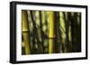 Bamboo Afternoon III-Rita Crane-Framed Photographic Print