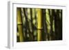 Bamboo Afternoon III-Rita Crane-Framed Photographic Print