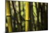 Bamboo Afternoon III-Rita Crane-Mounted Photographic Print