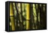 Bamboo Afternoon III-Rita Crane-Framed Stretched Canvas
