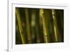 Bamboo Afternoon VI-Rita Crane-Framed Photographic Print