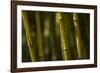 Bamboo Afternoon VI-Rita Crane-Framed Photographic Print