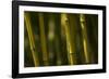 Bamboo Afternoon VI-Rita Crane-Framed Photographic Print