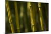 Bamboo Afternoon VI-Rita Crane-Mounted Photographic Print