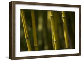 Bamboo Afternoon VI-Rita Crane-Framed Photographic Print