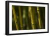 Bamboo Afternoon VI-Rita Crane-Framed Photographic Print