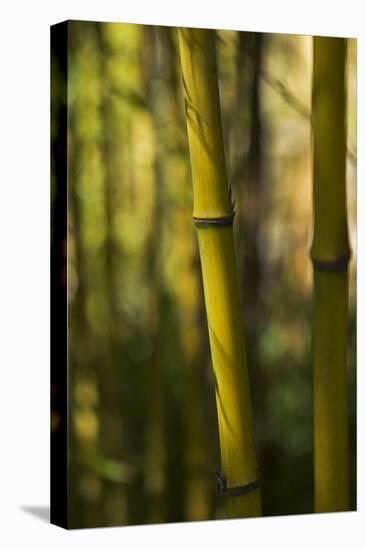 Bamboo Afternoon VII-Rita Crane-Stretched Canvas