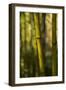 Bamboo Afternoon VII-Rita Crane-Framed Premium Photographic Print