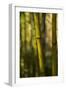 Bamboo Afternoon VII-Rita Crane-Framed Premium Photographic Print