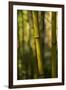 Bamboo Afternoon VII-Rita Crane-Framed Photographic Print