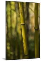 Bamboo Afternoon VII-Rita Crane-Mounted Photographic Print