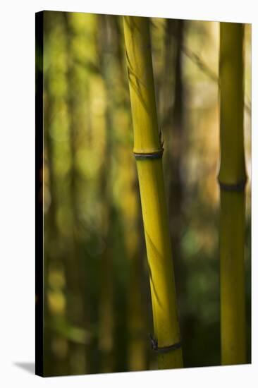 Bamboo Afternoon VII-Rita Crane-Stretched Canvas