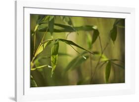 Bamboo Afternoon XII-Rita Crane-Framed Photographic Print