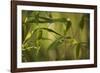 Bamboo Afternoon XII-Rita Crane-Framed Photographic Print