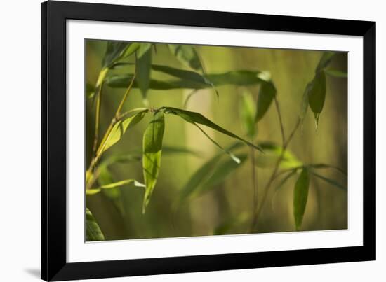 Bamboo Afternoon XII-Rita Crane-Framed Photographic Print