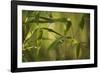 Bamboo Afternoon XII-Rita Crane-Framed Photographic Print