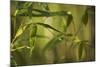 Bamboo Afternoon XII-Rita Crane-Mounted Photographic Print