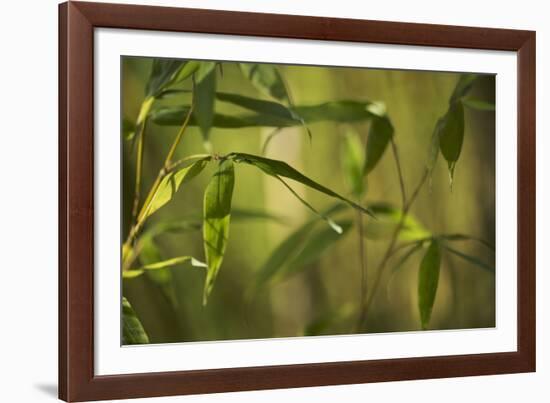 Bamboo Afternoon XII-Rita Crane-Framed Photographic Print