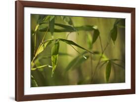 Bamboo Afternoon XII-Rita Crane-Framed Photographic Print