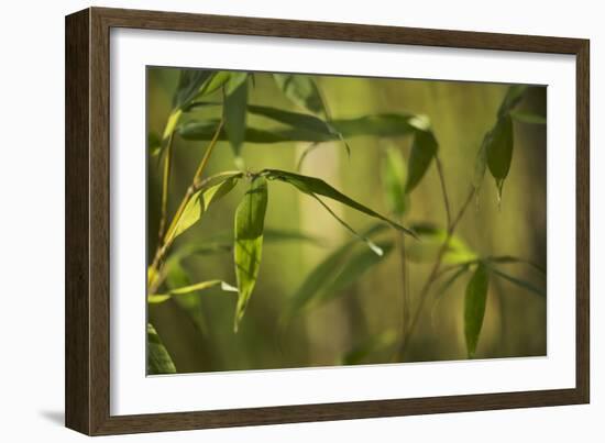 Bamboo Afternoon XII-Rita Crane-Framed Photographic Print