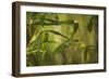 Bamboo Afternoon XII-Rita Crane-Framed Photographic Print