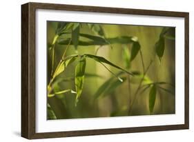 Bamboo Afternoon XII-Rita Crane-Framed Photographic Print