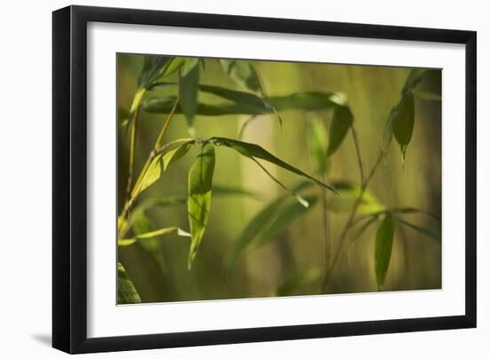 Bamboo Afternoon XII-Rita Crane-Framed Photographic Print