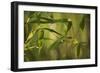 Bamboo Afternoon XII-Rita Crane-Framed Photographic Print