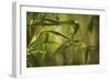 Bamboo Afternoon XII-Rita Crane-Framed Photographic Print