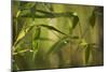 Bamboo Afternoon XII-Rita Crane-Mounted Photographic Print