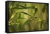 Bamboo Afternoon XII-Rita Crane-Framed Stretched Canvas