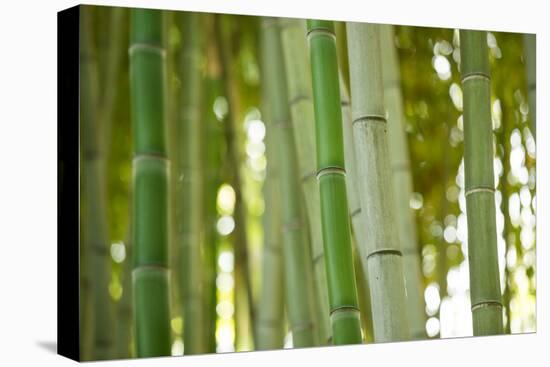 Bamboo and Bokeh I-Erin Berzel-Stretched Canvas