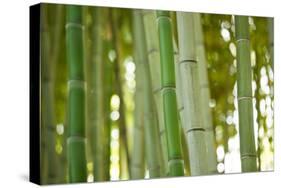 Bamboo and Bokeh I-Erin Berzel-Stretched Canvas