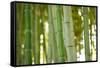 Bamboo and Bokeh I-Erin Berzel-Framed Stretched Canvas