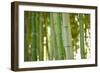 Bamboo and Bokeh I-Erin Berzel-Framed Photographic Print