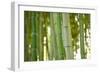 Bamboo and Bokeh I-Erin Berzel-Framed Photographic Print