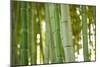 Bamboo and Bokeh I-Erin Berzel-Mounted Photographic Print