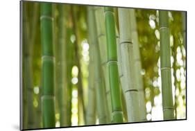 Bamboo and Bokeh I-Erin Berzel-Mounted Photographic Print