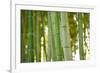 Bamboo and Bokeh I-Erin Berzel-Framed Photographic Print